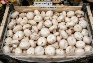 خرید قارچ دکمه‌ای پشت‌بسته فله درجه یک و درجه دو از فروشگاه بورس HAGG
