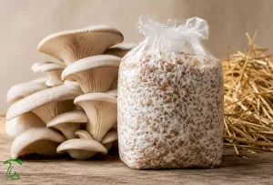 بذر قارچ صدفی برای پرورش قارچ