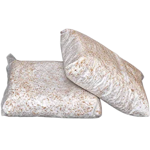 بذر قارچ دکمه ای