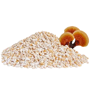 بذر قارچ گانودرما