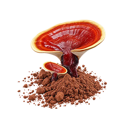 عصاره قارچ گانودرما