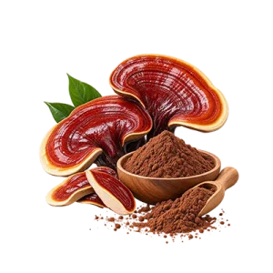 عصاره قارچ گانودرما