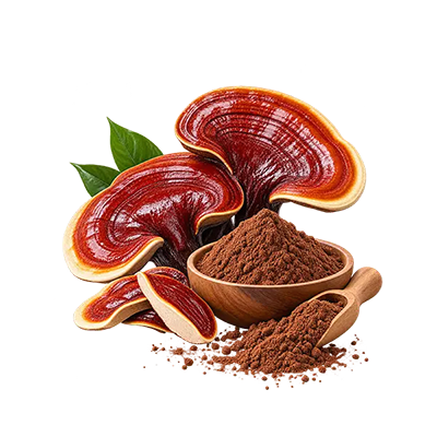عصاره قارچ گانودرما