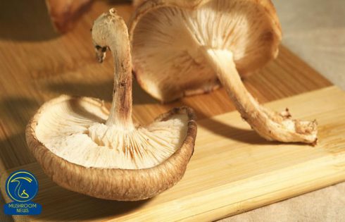 نگهداری قارچ به روش انجماد سریع IQF