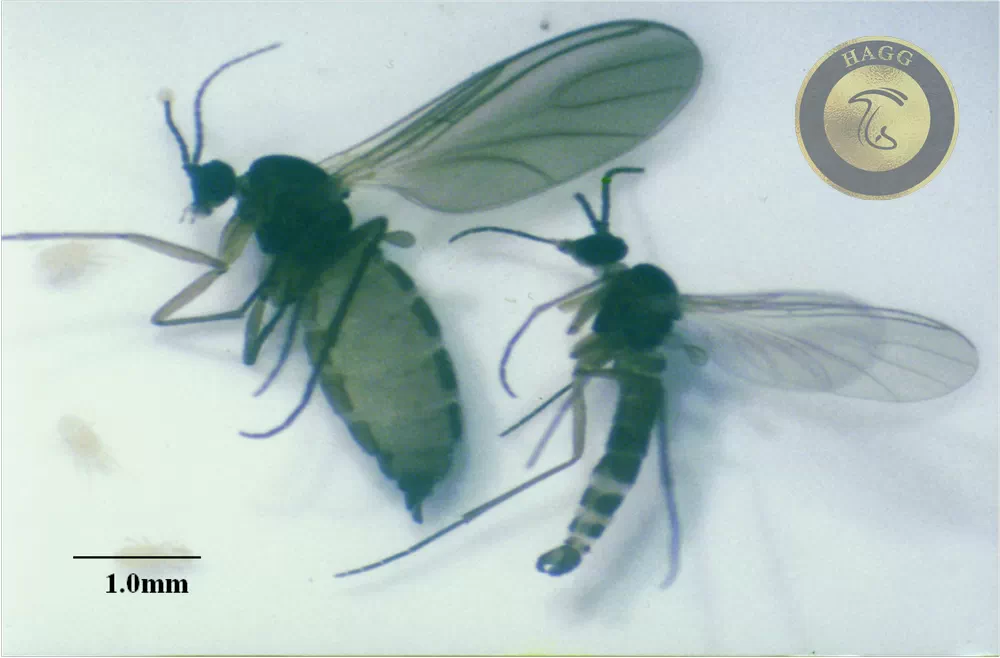 مگس سیارید نر و ماده