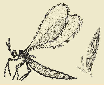 پشه در سالن سسید