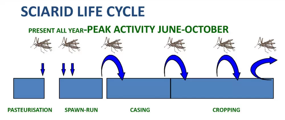 چرخه زندگی مگس سیارید قارچ