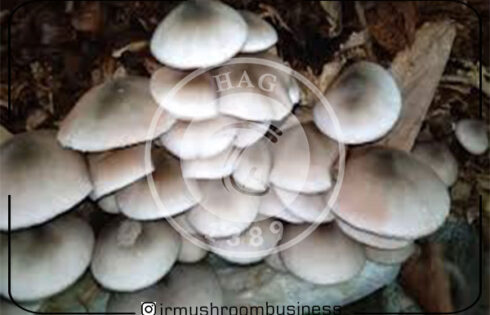 آشنایی کامل با قارچ والواریلا + آرایه شناسی