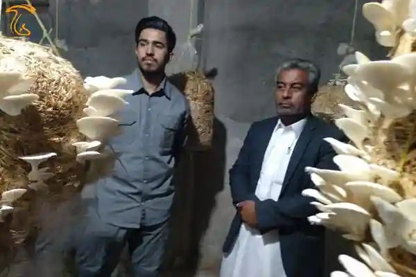 برداشت قارچ صدفی در شهرستان تفتان