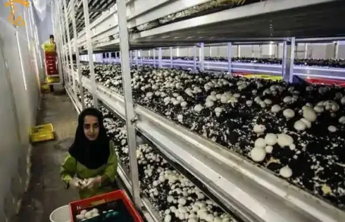 تولیدکنن-دگان قارچ زمین گیر شدند