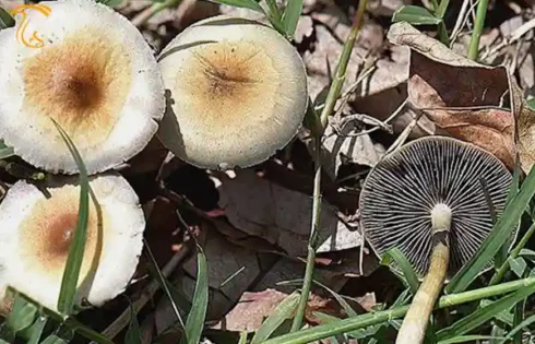 امسال قارچ جنگلی نخورید