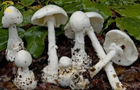 مسمومیت با قارچ سمی و چگونگی درمان