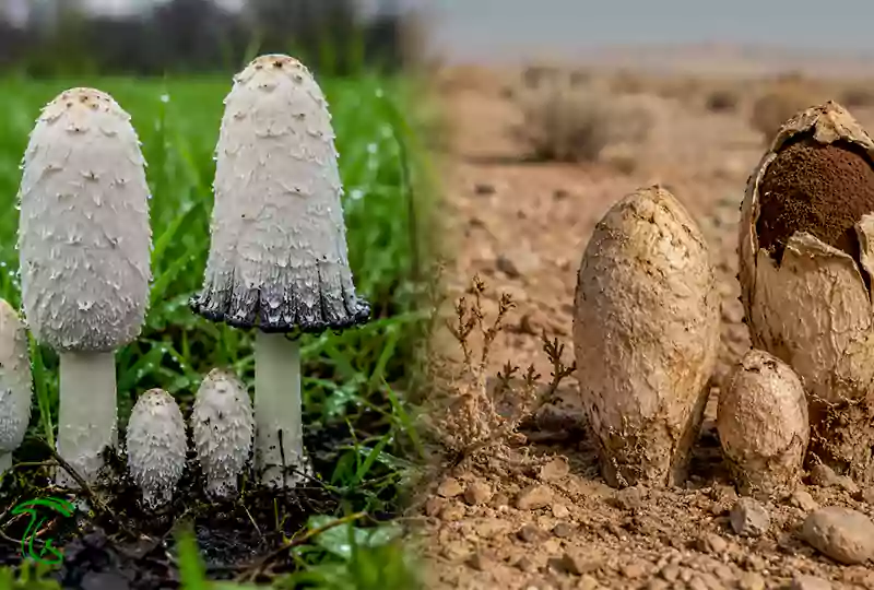 تفاوت قارچ ژولیده Coprinus comatus با قارچ ژولیده بیابانی Podaxis pistillaris