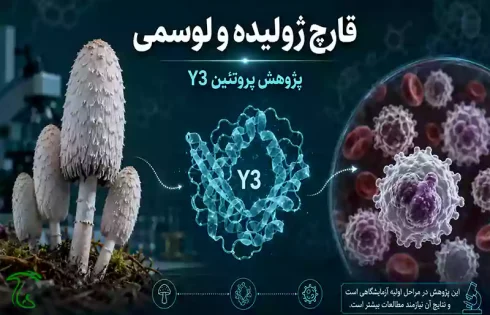 درمان لوسمی با قارچ ژولیده؛ پژوهش پروتئین Y3 در قارچ Coprinus comatus