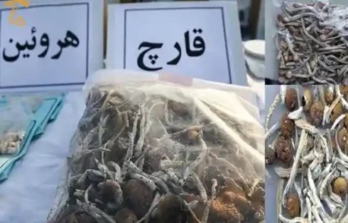 کشف قارچ های اعتیاد آور در تهران