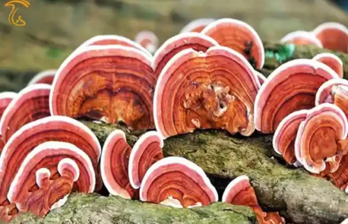 تکذیب اثرات درمانی قارچ گانودرماً