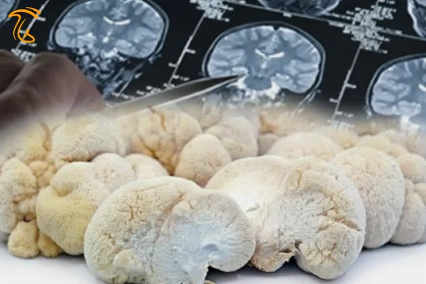 قارچ یال شیر معجزه ای از سوی خداوند برای درمان بسیاری از بیماریهای مغزی