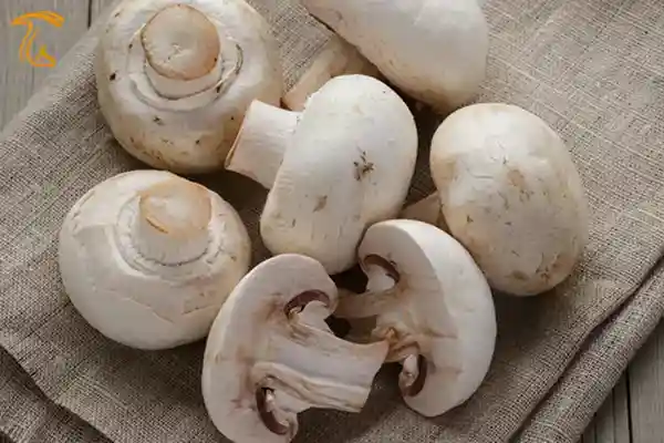 قارچ خوراکی