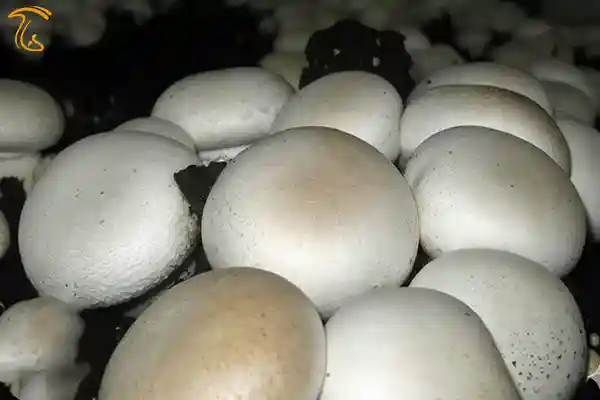 عرضه قارچ خوراكی در خمين