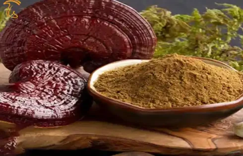 تاثیر قارچ گانودرما بر سلامتی