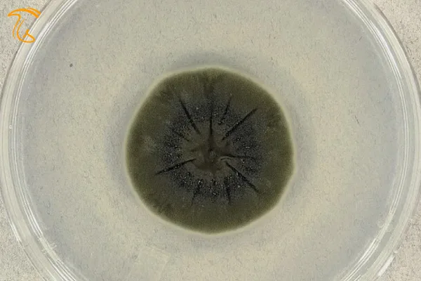 قارچ سیاه Cladosporium sphaerospermum