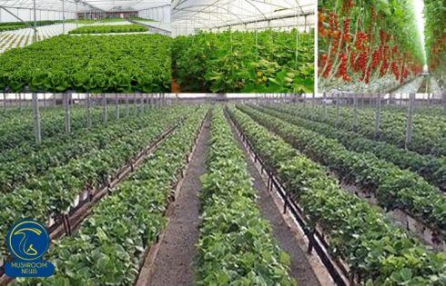الزام ثبت اطلاعات گلخانه داران برای دریافت سهمیه سوخت مایع