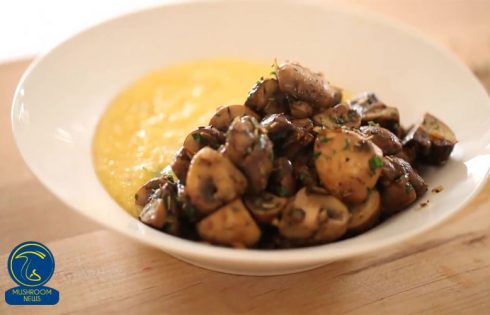 آموزش آشپزی با قارچ - طرز تهیه راگوی قارچ راگو