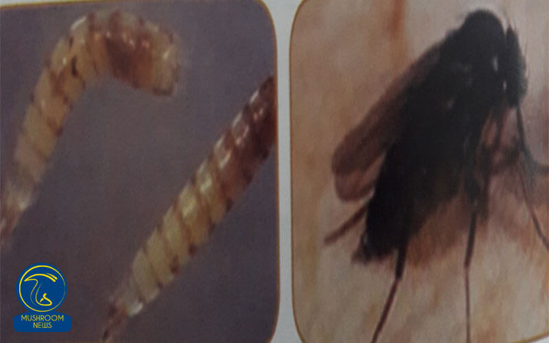 مگس های قارچ پشه در سالن لارو آن Mushroom flies