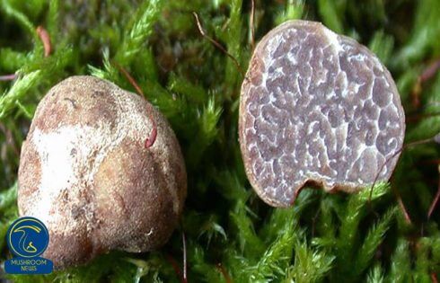 گونه های جدید قارچ دنبلان