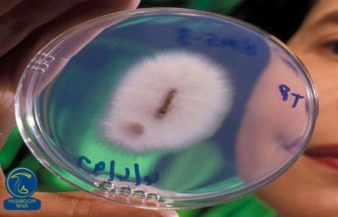 آشنایی با قارچ طلا ساز (Fusarium oxsporum)