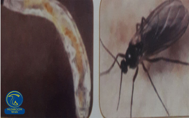 پشه در سالن قارچ آن Mushroom flies