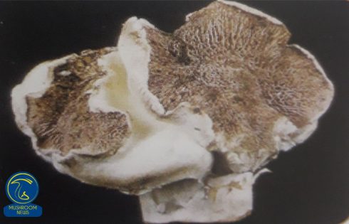 اختلال تاج خروسی یا رز کمب بیماری تاج خروسی در قارچ