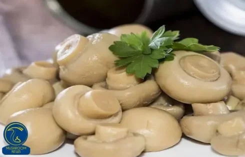 آموزش آشپزی با قارچ هاگ - طرز تهیه کنسرو قارچ خانگی