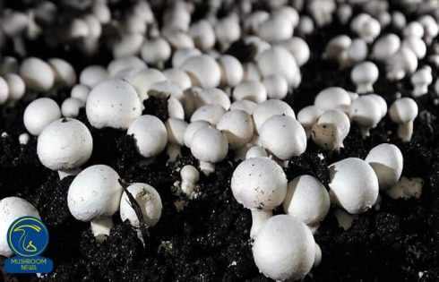 بیماری کپک دودی قارچ