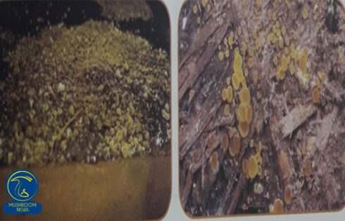 آشنایی کامل با کپک دارچینی یا Cinnamon mould