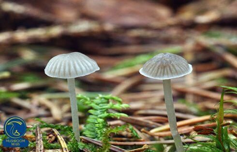آشنایی کامل با قارچ کلاه پارچه ای آردی + آرایه شناسی Mycena