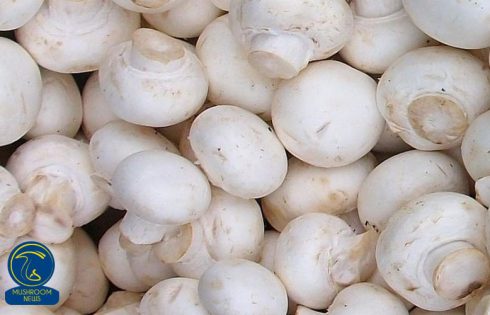 کارگاه مهارت پرورش قارچ دکمه‌ای در عجب شیر