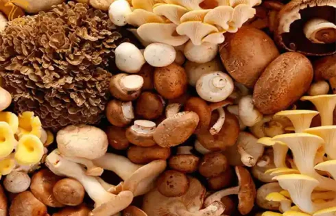 سلسله بندی قارچ ها و موجودات زنده