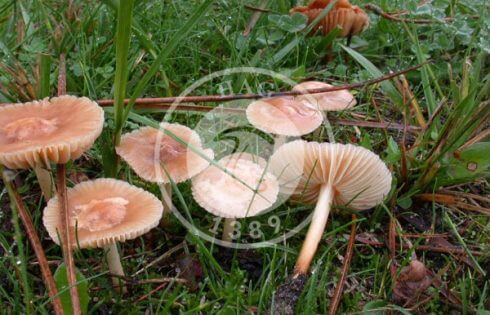 آشنایی کامل با قارچ حلقه های پریان 4