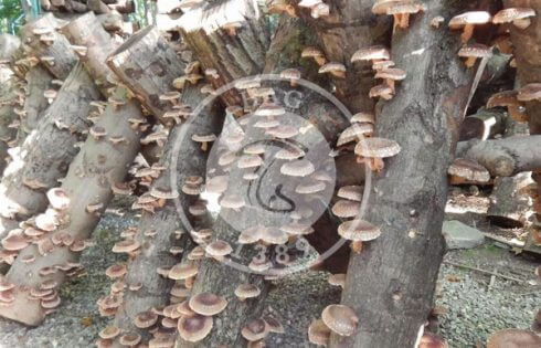 کشت قارچ شیتاکه در مزرعه Nikko