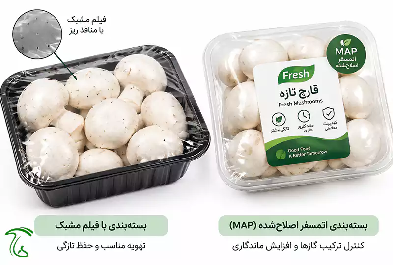 دو نوع بستهبندی رایج قارچ تازه: سینی با فیلم میکروپرفوره و بسته اتمسفر اصلاحشده (MAP)