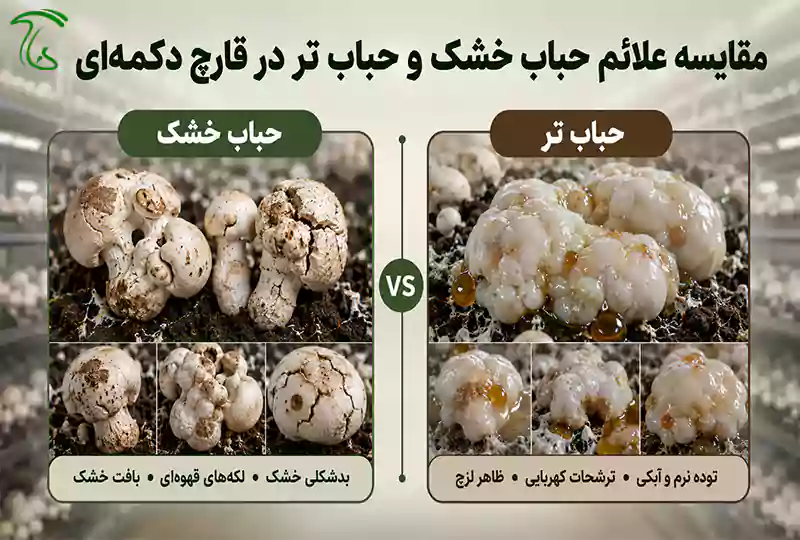 مقایسه علائم بیماری حباب خشک و حباب تر در قارچ دکمهای
