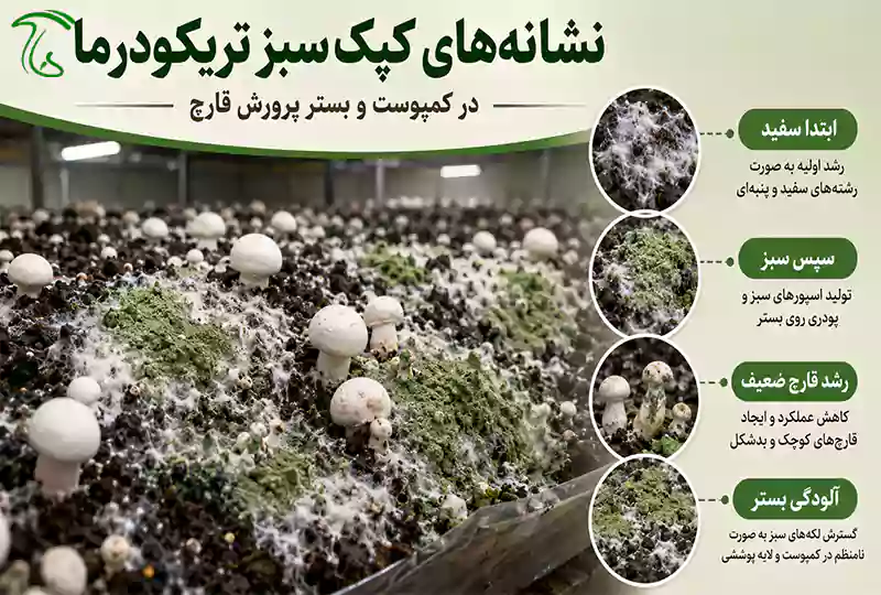 نشانههای کپک سبز تریکودرما در کمپوست و بستر پرورش قارچ