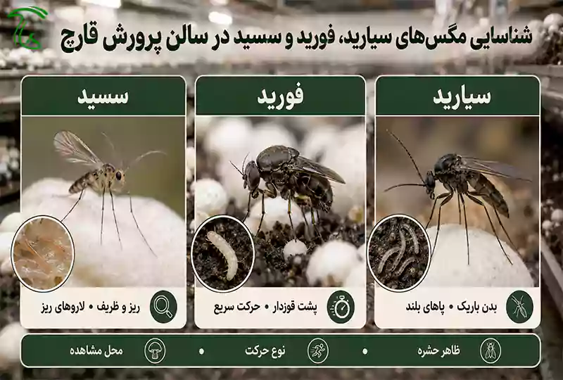 شناسایی مگس سیارید، فورید و سسید در سالن پرورش قارچ