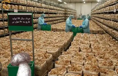 عکس مربوط به مقاله خبری خرداد سال 99 تولید قارچ به ۱۹۰ هزار تن