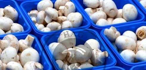 اهمیت اقتصادی و تجاری قارچ