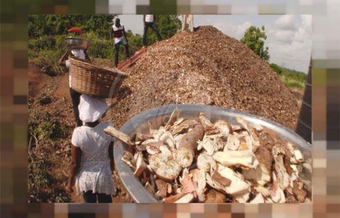 تولید قارچ خوراکی از ضایعات غذایی در غنا