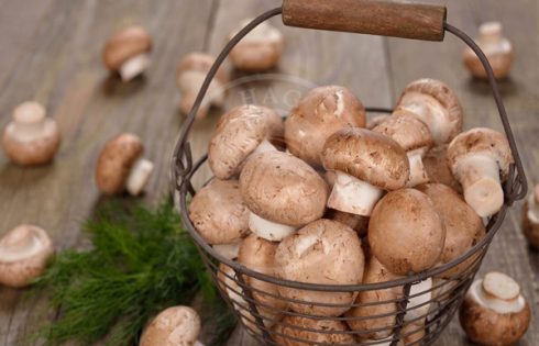 قارچ خورها توجه داشته باشند