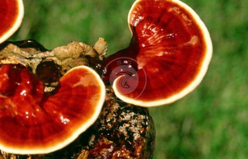 افتتاح یک واحد تولیدی قارچ گانودرما در مرودشت