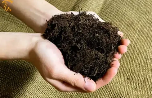 آکتینومیست‌ های کمپوست